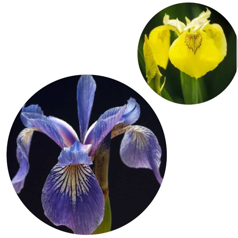 2 Blue Flag And 2 Yellow Flag Irises Plants